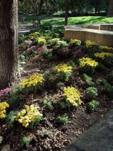Yellow and purple mums planted in mounds in a flower bed.